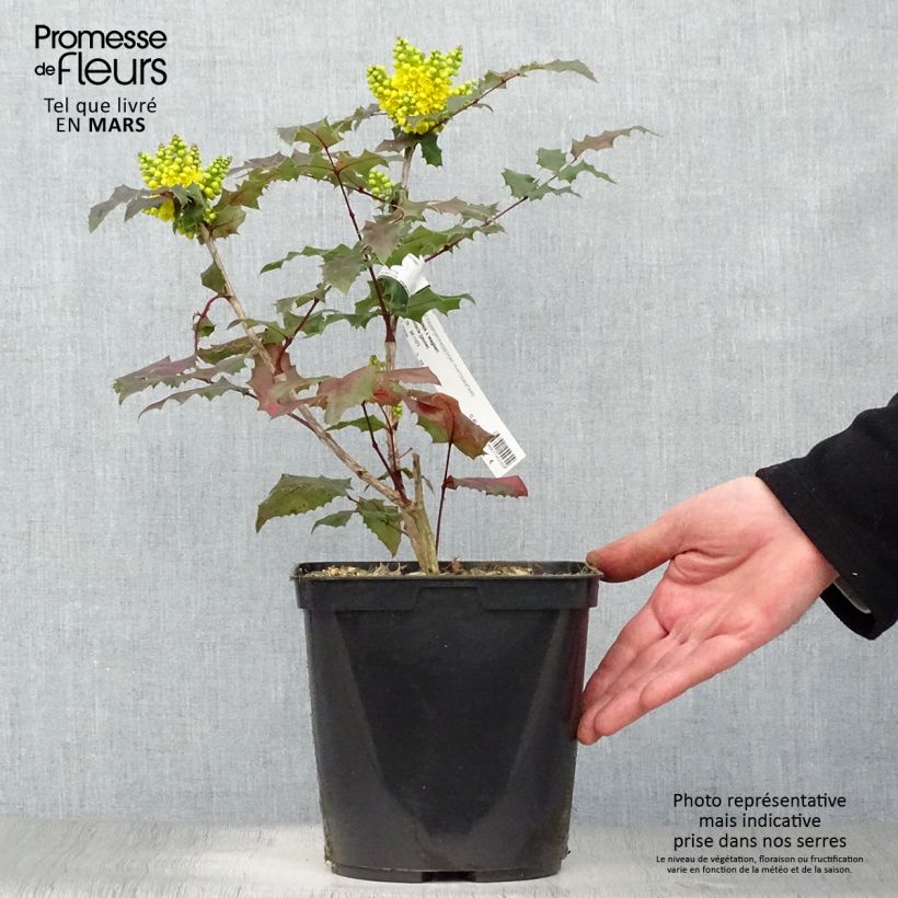 Mahonia wagneri Pinnacle Vaso da 4L/5L esemplare consegnato in primavera