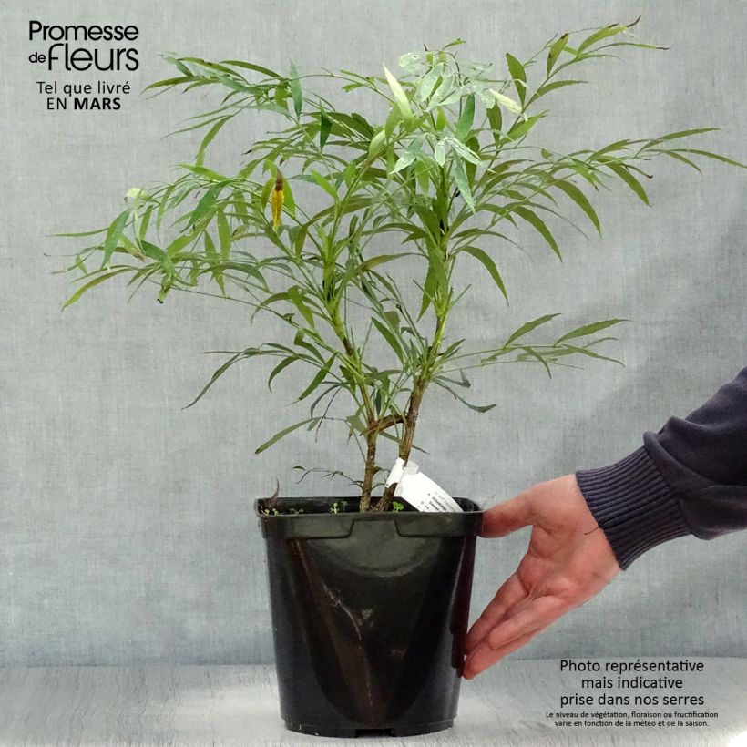 Mahonia eurybracteata Sweet Winter Vaso da 3L/4L esemplare consegnato in primavera