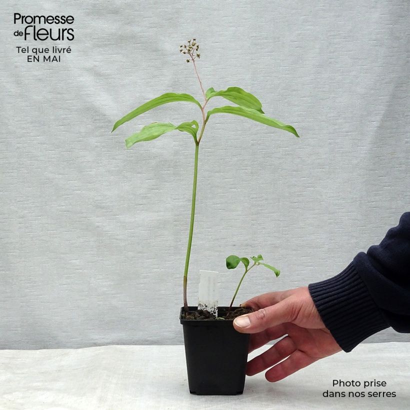 Maianthemum bifolium - Gramigna di Parnasso Vasetto da 8/9 cm esemplare consegnato in primavera