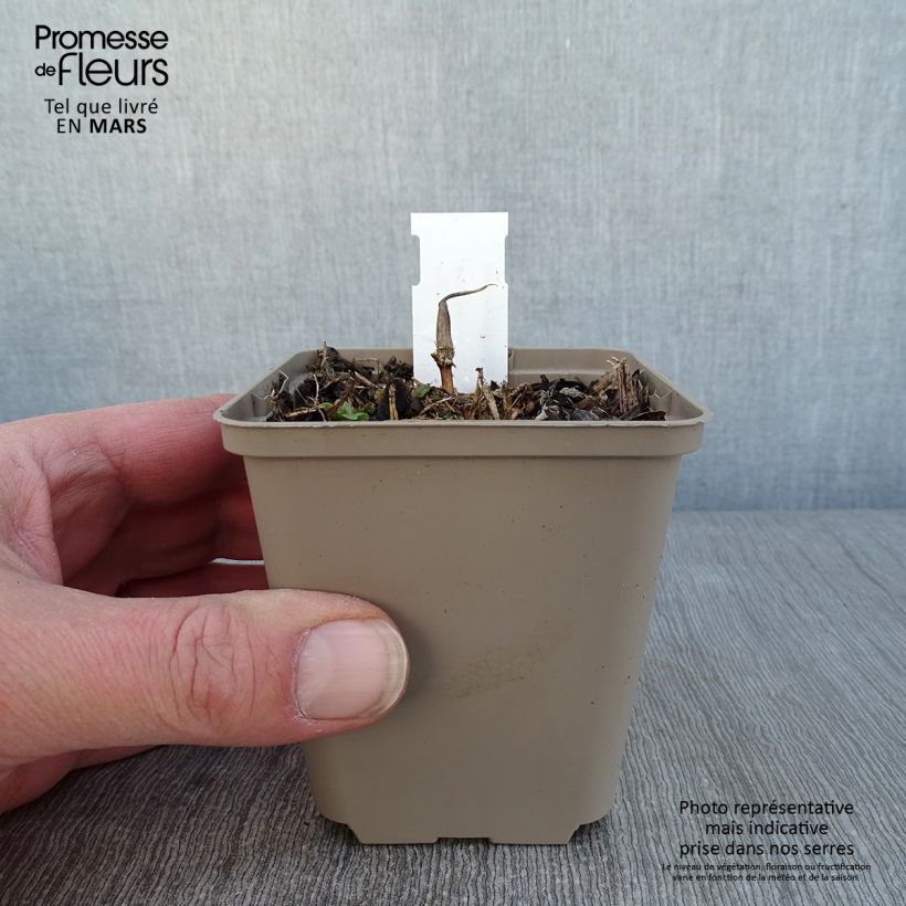 Maianthemum kamtschaticum Vasetto da 8/9 cm esemplare consegnato in inverno