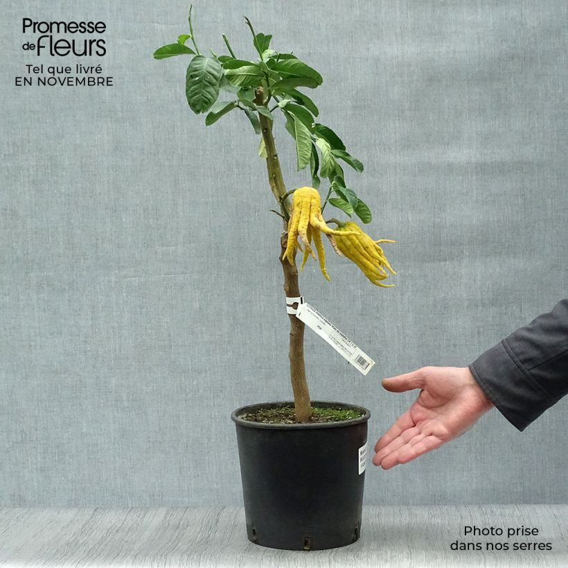 Esemplare di Citrus medica var. sarcodactylis - Cedro (agrume) Vaso da 4L/5L, Vaso impalcato basso come consegnato in autunno