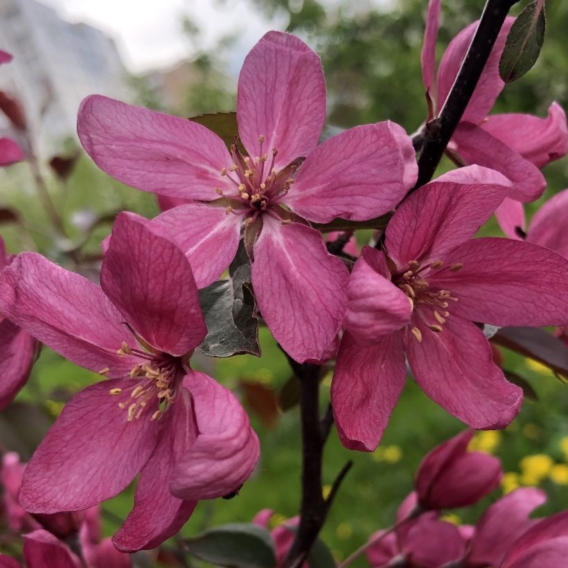 Malus Diable Rouge - Melo da fiore (Fioritura)
