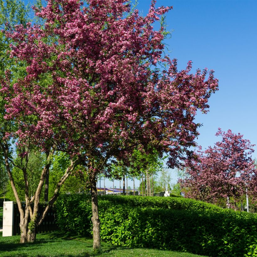 Malus Diable Rouge - Melo da fiore (Porto)