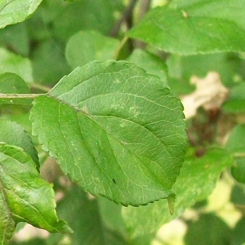 Malus sylvestris - Melo selvatico (Fogliame)