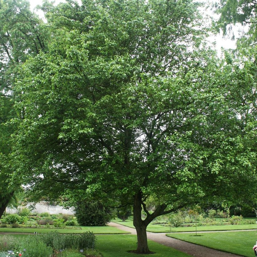 Malus sylvestris - Melo selvatico (Porto)