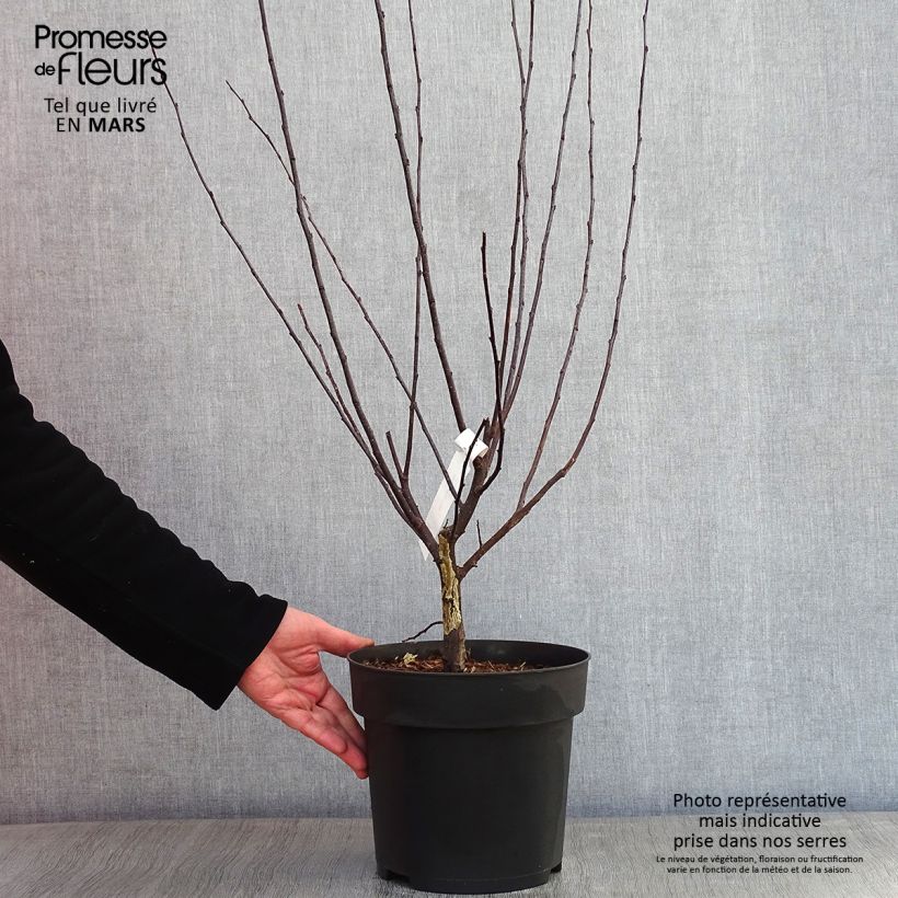 Malus toringo Freja - Melo da fiore Vaso da 7,5L/10L esemplare consegnato in inverno