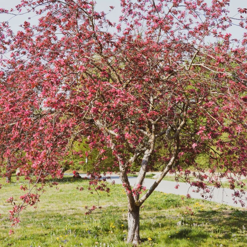 Malus Coccinella Courtarou - Melo da fiore (Porto)