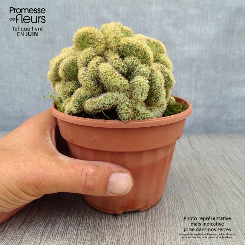 Esemplare di Mammillaria elongata Cristata Vaso da Ø 12 cm / 13 cm consegnato in estate