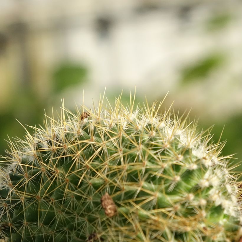 Mammillaria elongata Cristata (Fogliame)