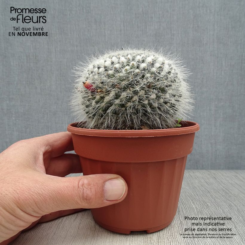 Esemplare di Mammillaria perbella Vaso da Ø 12 cm / 13 cm come consegnato in autunno
