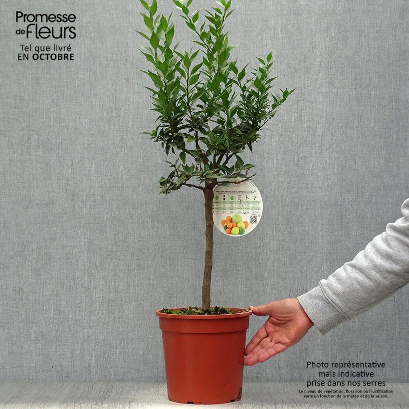 Esemplare di Citrus aurantium var. myrtifolia - Chinotto Vaso da 4L/5L, Vaso impalcato basso come consegnato in autunno