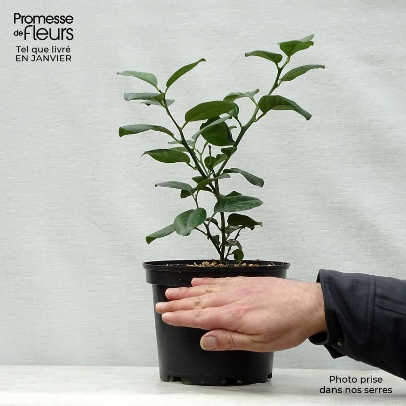 Citrus reticulata Keraji - Mandarino Vaso da 2L/3L, A cespuglio esemplare consegnato in inverno