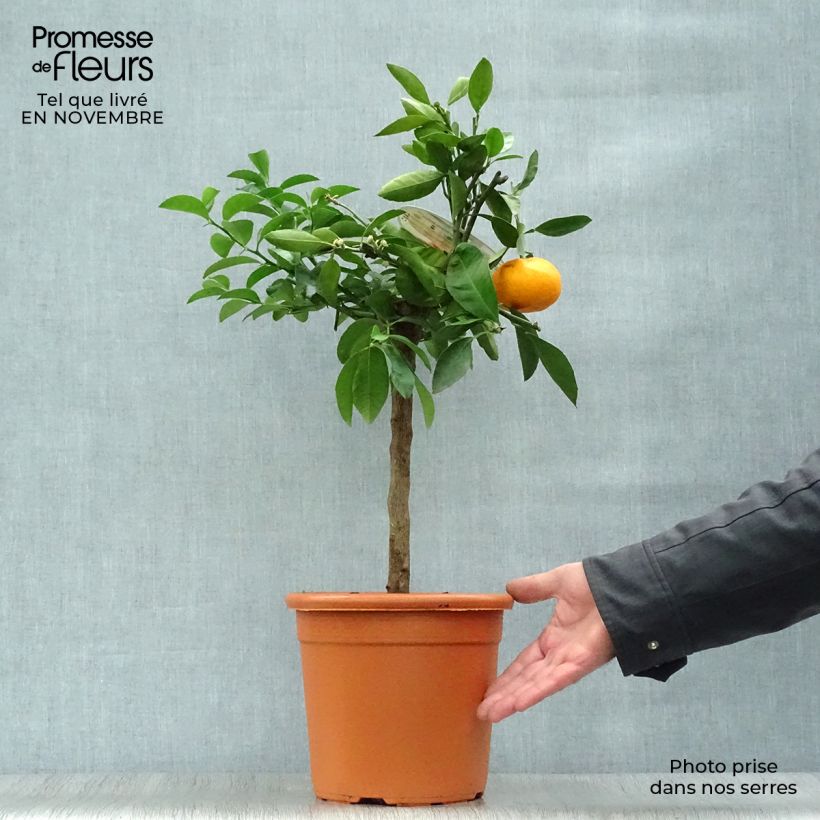 Esemplare di Citrus reticulata subsp. unshiu - Mandarino satsuma Vaso da 4L/5L, Vaso impalcato basso come consegnato in autunno
