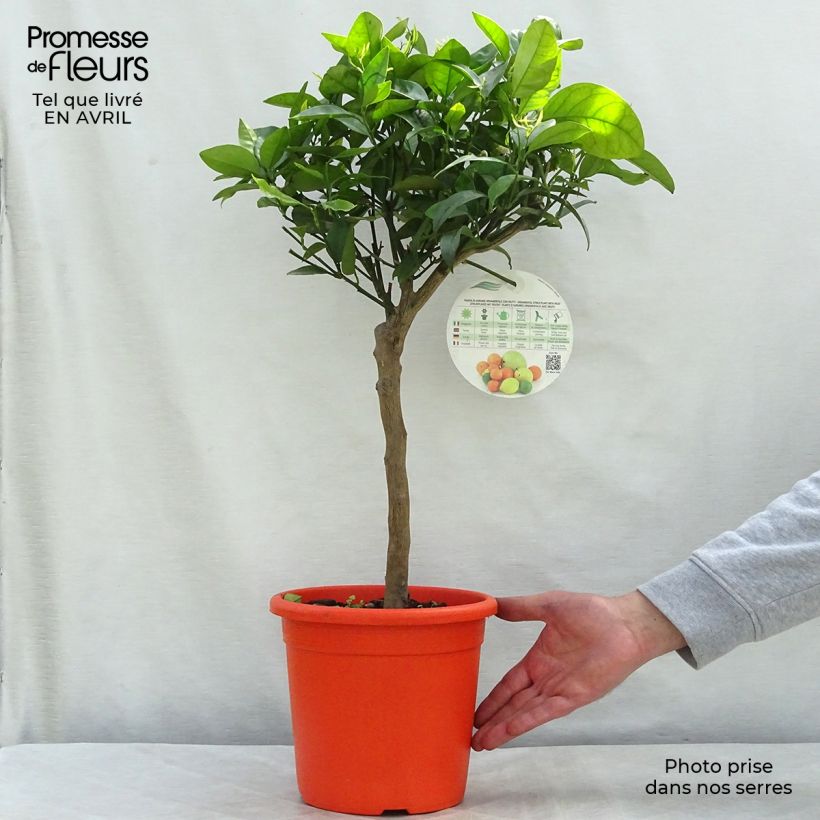 Citrus reticulata subsp. unshiu - Mandarino satsuma Vaso da 4L/5L, Vaso impalcato basso esemplare consegnato in primavera