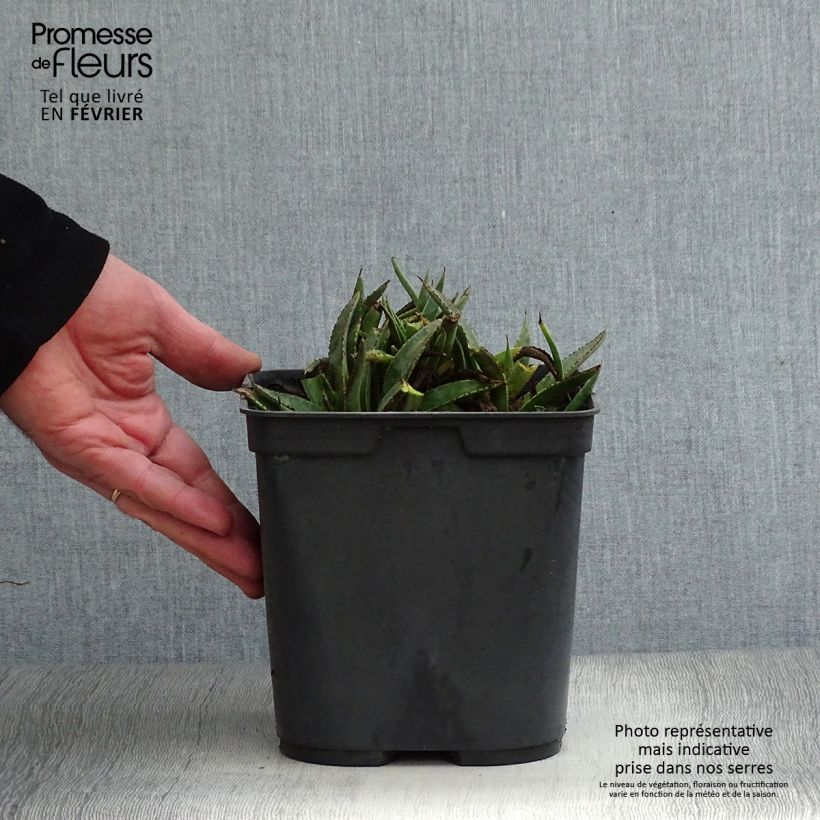 Mangave Bloodspot Vaso da 3L/4L esemplare consegnato in inverno