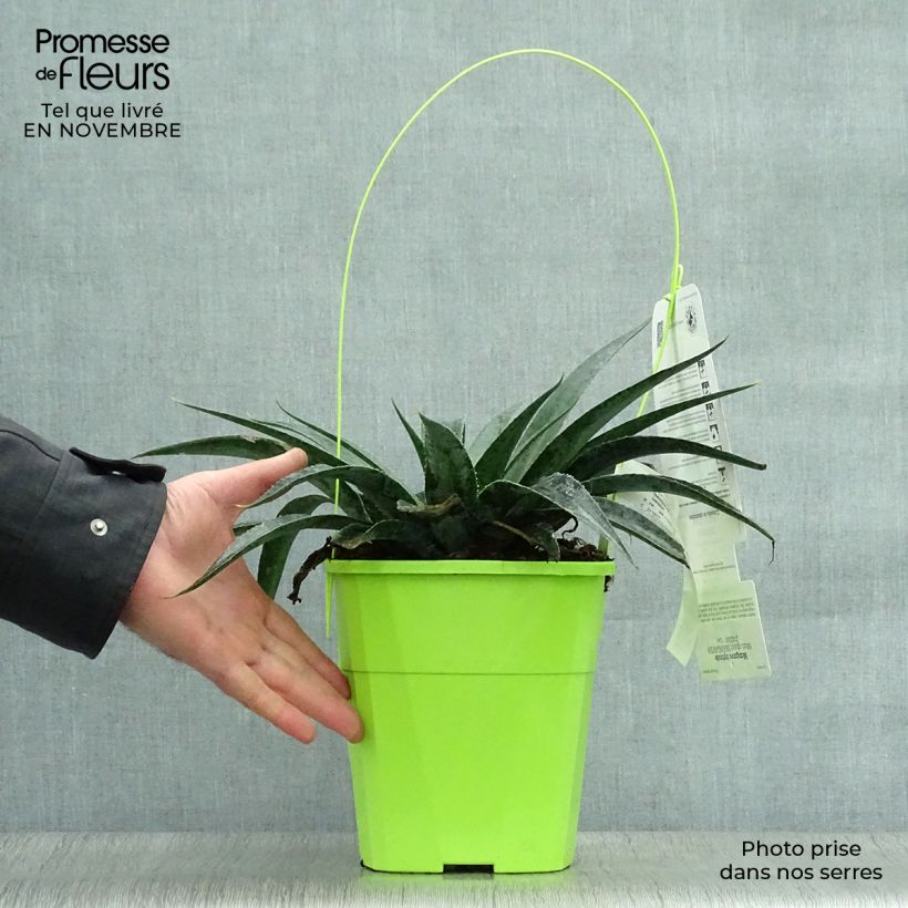 Esemplare di Mangave Mangavé Inkblot Vaso da 3L/4L come consegnato in autunno