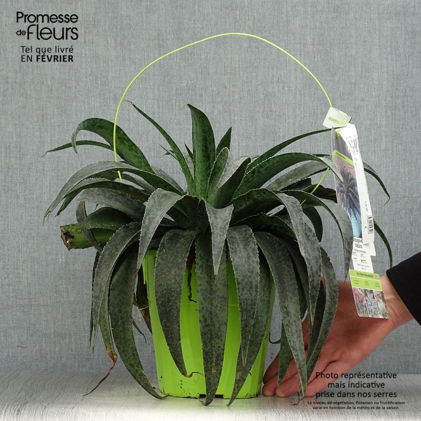 Mangave Mangavé Inkblot Vaso da 3L/4L esemplare consegnato in inverno