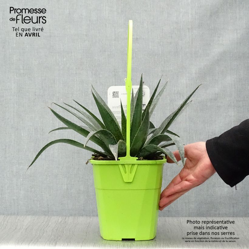 Mangave Mangavé Inkblot Vaso da 3L/4L esemplare consegnato in primavera