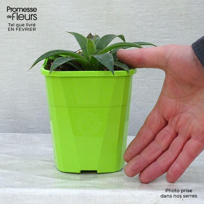 Mangave Lavender Lady Vaso da 1L/1,5L esemplare consegnato in inverno