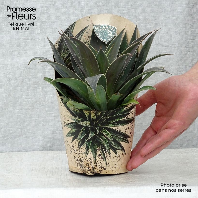 Mangave Lavender Lady Vaso da 1L/1,5L esemplare consegnato in primavera