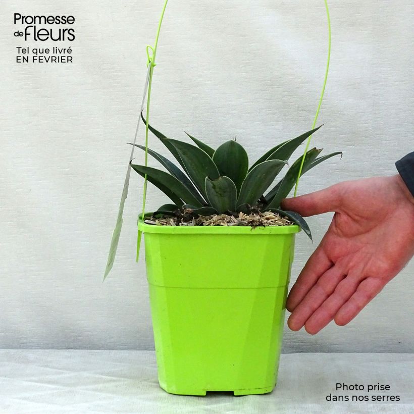 Mangave Lavender Lady Vaso da 3L/4L esemplare consegnato in inverno