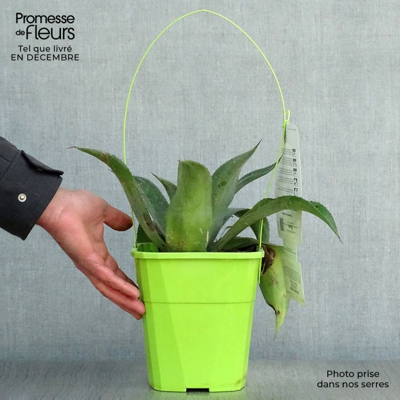 Mangave Mission to Mars Vaso da 4L/5L esemplare consegnato in inverno