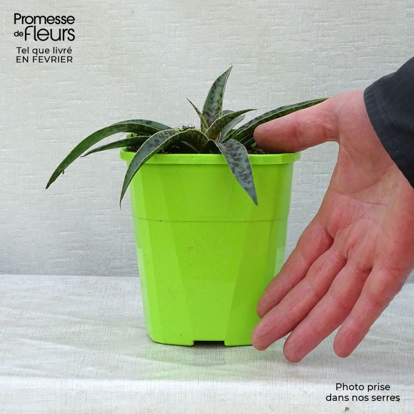 Mangave Moonglow Vaso da 1L/1,5L esemplare consegnato in inverno