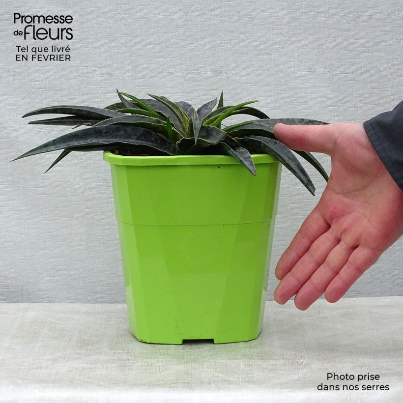 Mangave Moonglow Vaso da 3L/4L esemplare consegnato in inverno