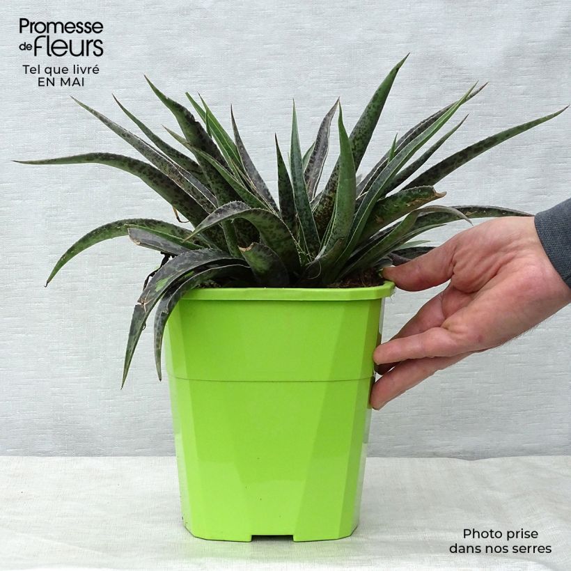 Mangave Moonglow Vaso da 3L/4L esemplare consegnato in primavera