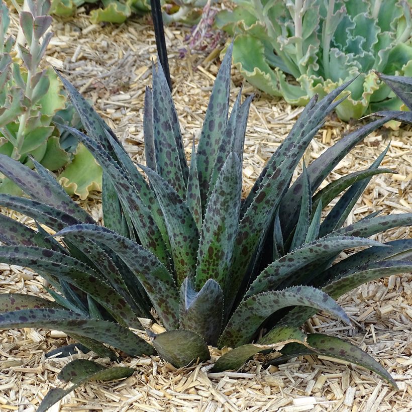 Mangave Pineapple Express (Porto)
