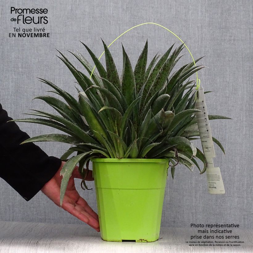 Esemplare di Mangave Pineapple Express Vaso da 4L/5L come consegnato in autunno
