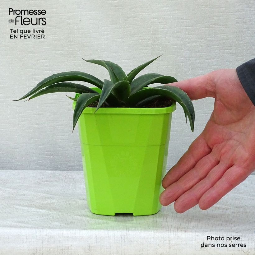 Mangave Redwing Vaso da 1L/1,5L esemplare consegnato in inverno