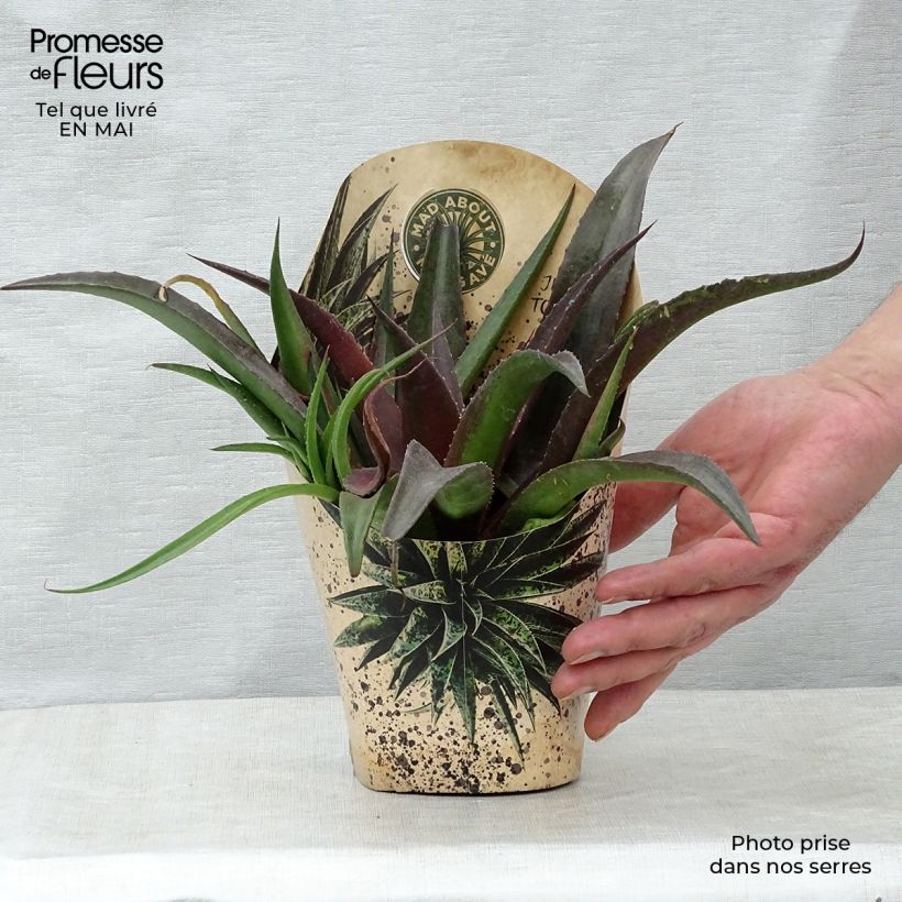 Mangave Redwing Vaso da 1L/1,5L esemplare consegnato in primavera