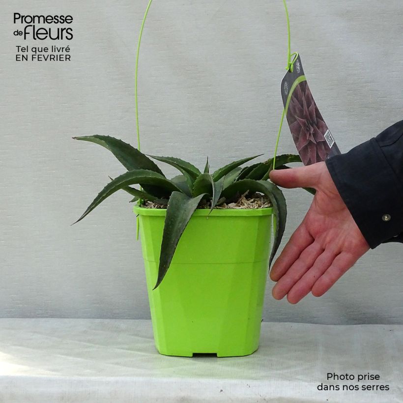 Mangave Redwing Vaso da 3L/4L esemplare consegnato in inverno