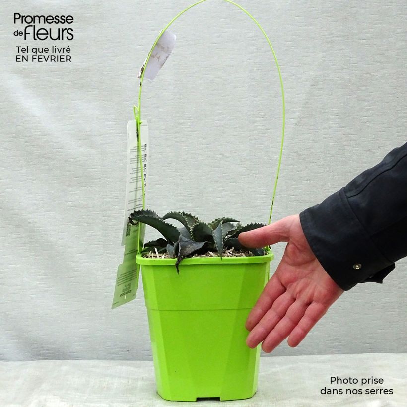 Mangave Silver Fox Vaso da 3L/4L esemplare consegnato in inverno