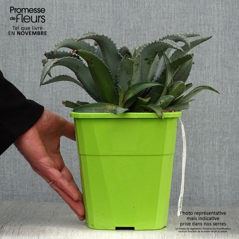 Esemplare di Mangave Silver Fox Vaso da 3L/4L come consegnato in autunno
