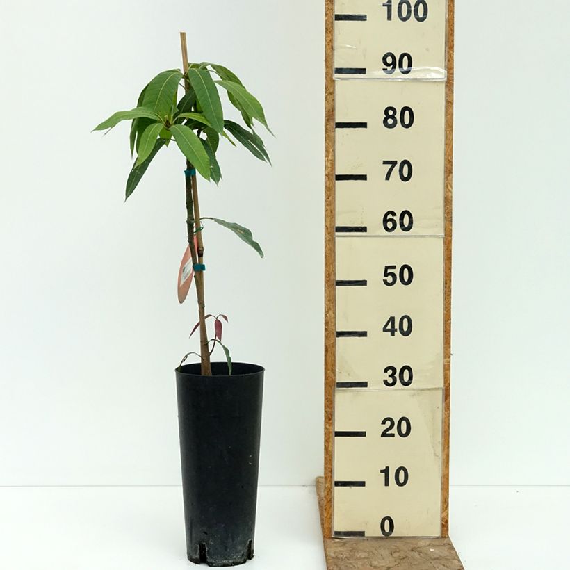 Esemplare di Mango Osteen - Mangifera indica Vaso da 6L/7L consegnato in estate