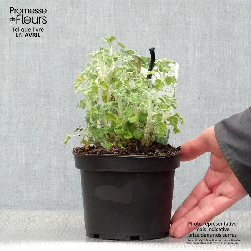 Marrubium vulgare - Marrubio comune Vaso da 1,5L/2L esemplare consegnato in primavera