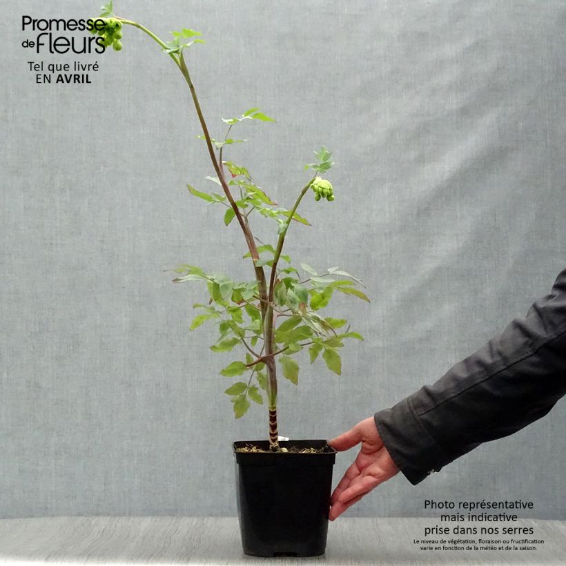 Mathiasella bupleuroides Green Dream Vaso da 3L/4L esemplare consegnato in primavera