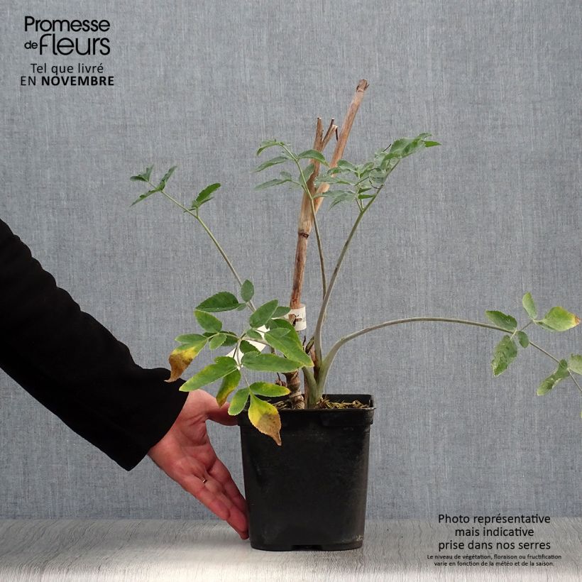Esemplare di Mathiasella bupleuroides Green Dream Vaso da 3L/4L come consegnato in autunno