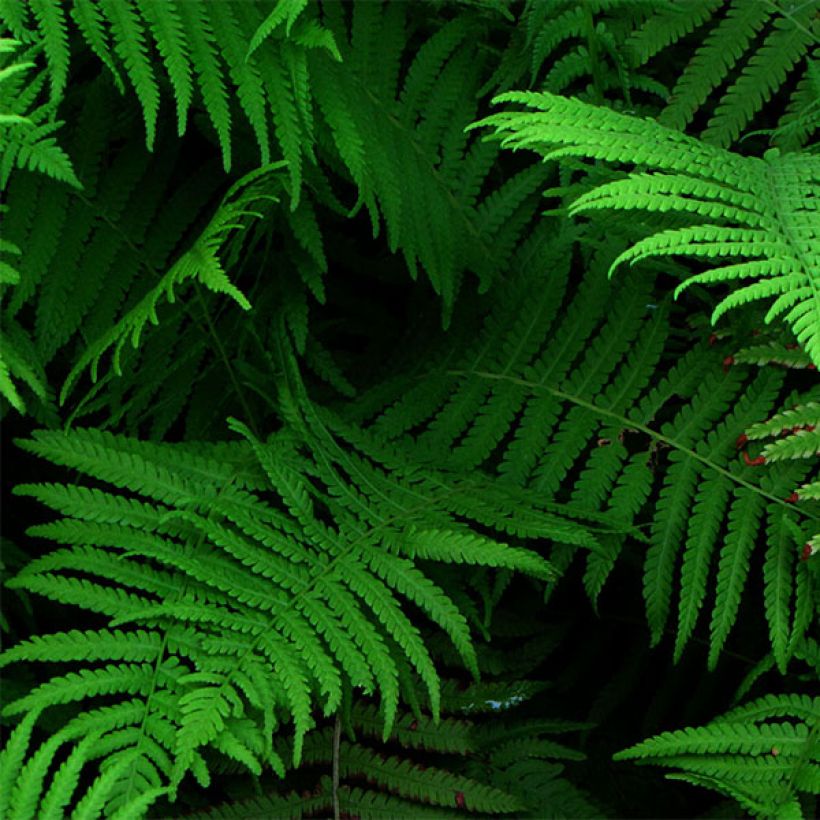 Matteuccia struthiopteris var. pensylvanica - Felce penna di struzzo (Fogliame)