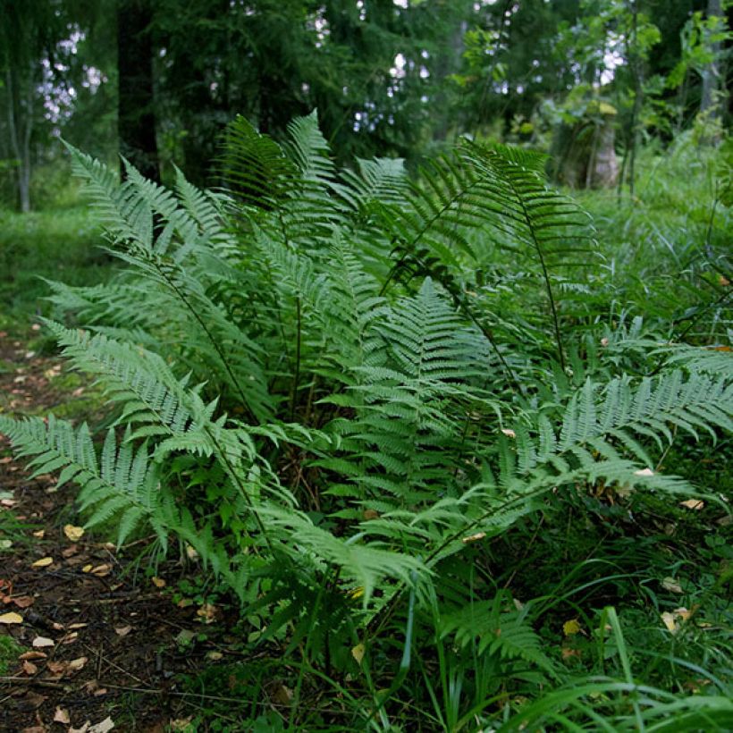 Matteuccia struthiopteris var. pensylvanica - Felce penna di struzzo (Porto)