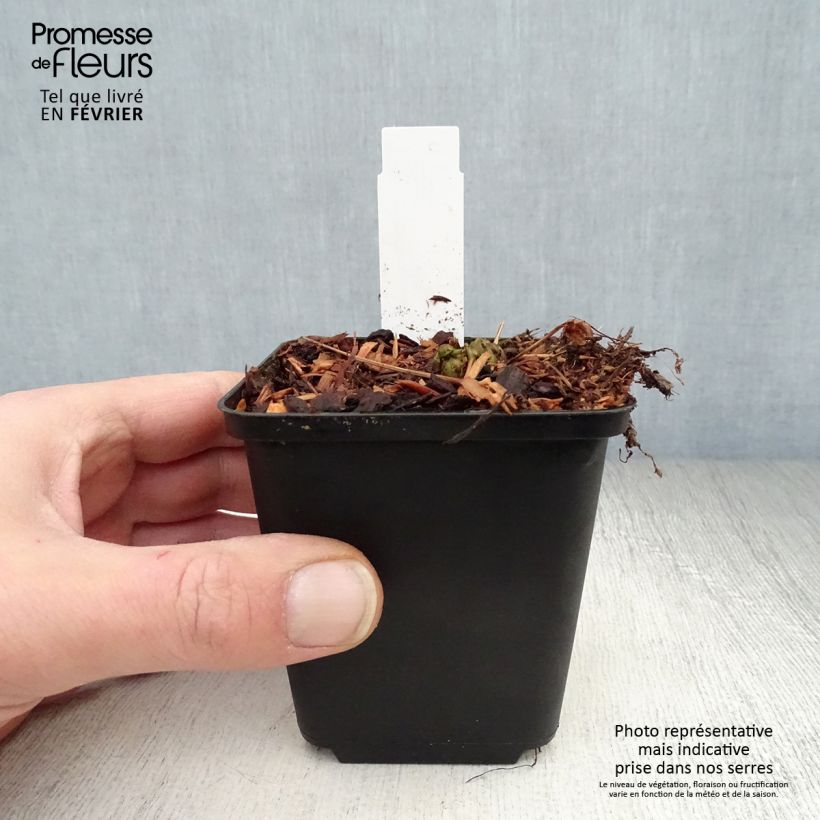 Matteuccia struthiopteris var. pensylvanica - Felce penna di struzzo Vasetto da 8/9 cm esemplare consegnato in inverno