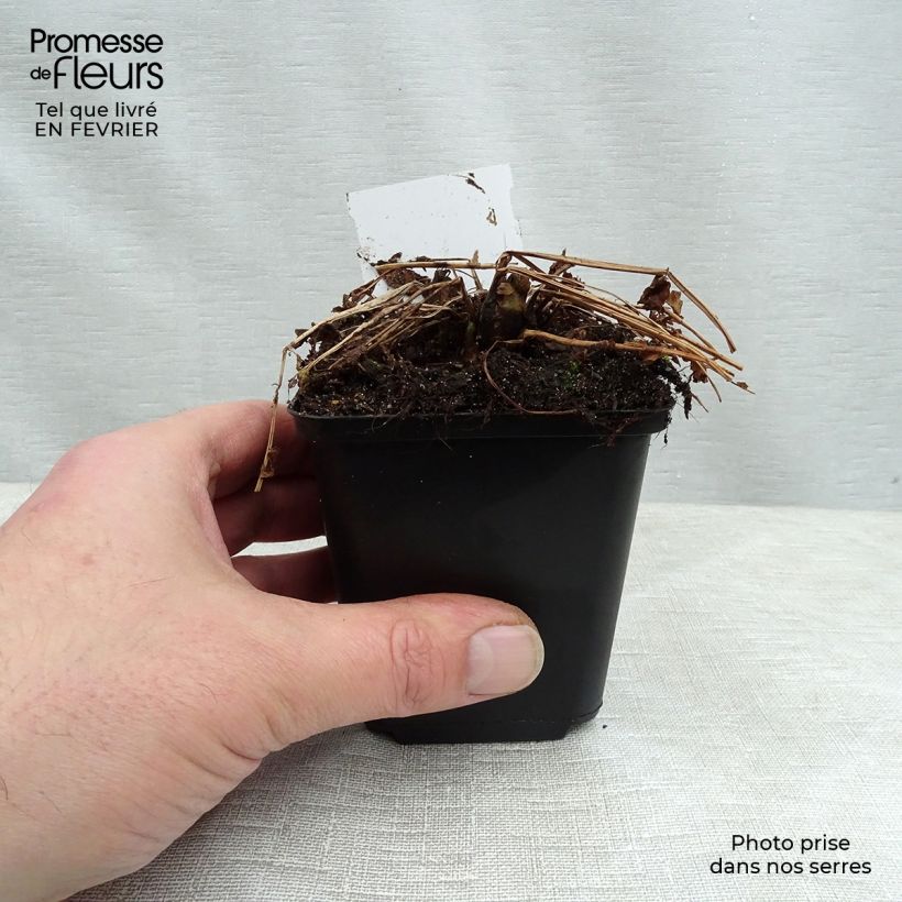 Matteuccia struthiopteris - Felce penna di struzzo Vasetto da 8/9 cm esemplare consegnato in inverno