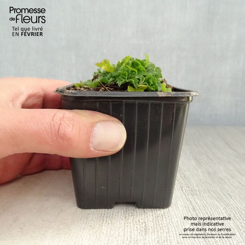 Malva moschata Alba - Malva muschiata Vasetto da 7/8 cm esemplare consegnato in inverno