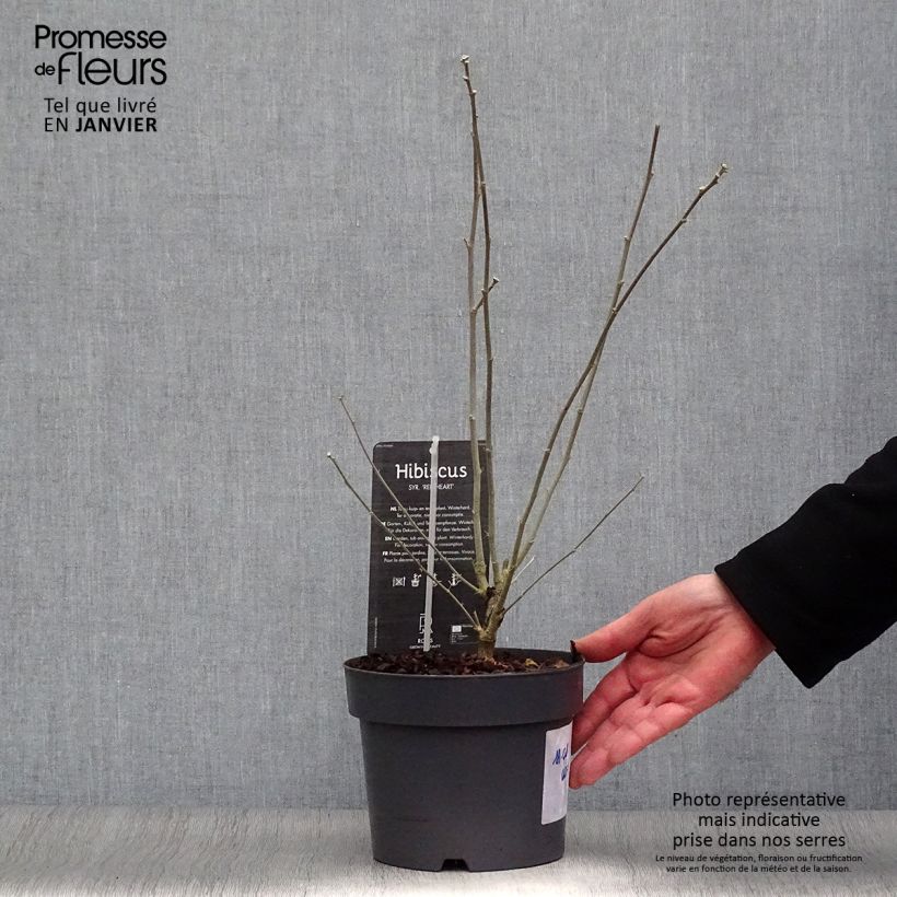Hibiscus syriacus Red Heart - Ibisco Vaso da 3L/4L esemplare consegnato in inverno