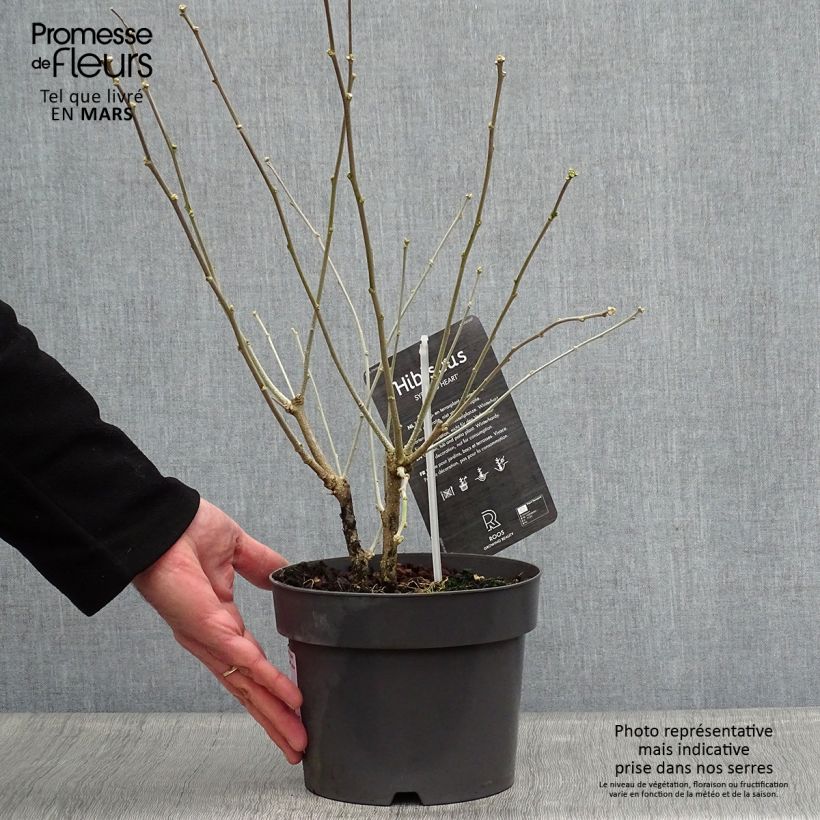 Hibiscus syriacus Red Heart - Ibisco Vaso da 3L/4L esemplare consegnato in primavera