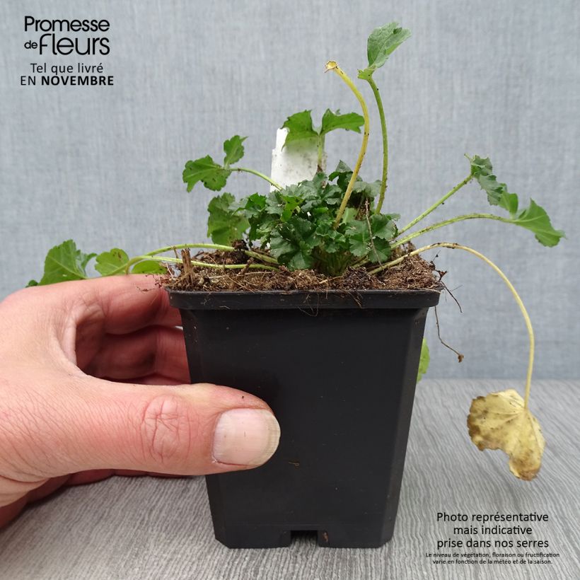 Esemplare di Malva moschata rosea - Malva muschiata Vasetto da 8/9 cm come consegnato in autunno