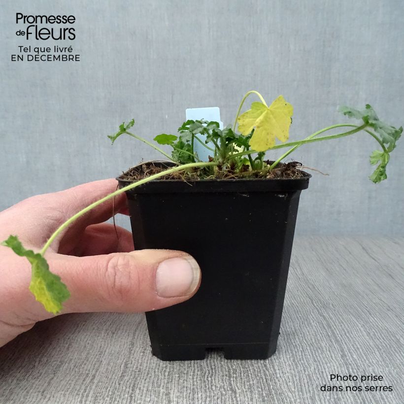 Malva moschata rosea - Malva muschiata Vasetto da 8/9 cm esemplare consegnato in inverno