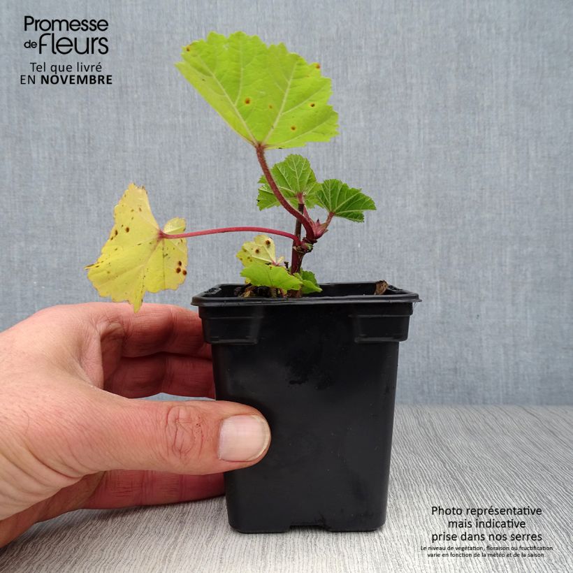 Esemplare di Malva sylvestris - Malva selvatica Vasetto da 7/8 cm come consegnato in autunno